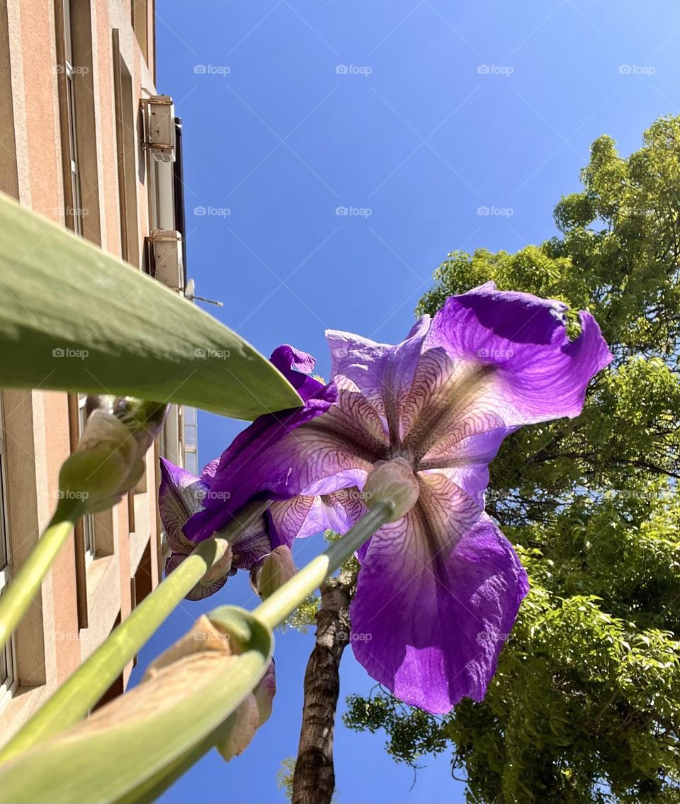 Beautiful iris flower 