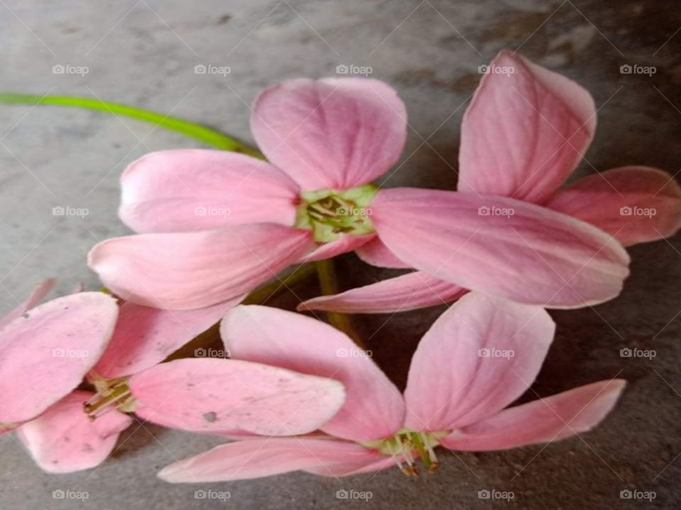 Pink flower photographs