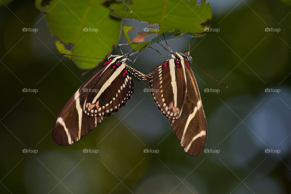 butterflies mating 