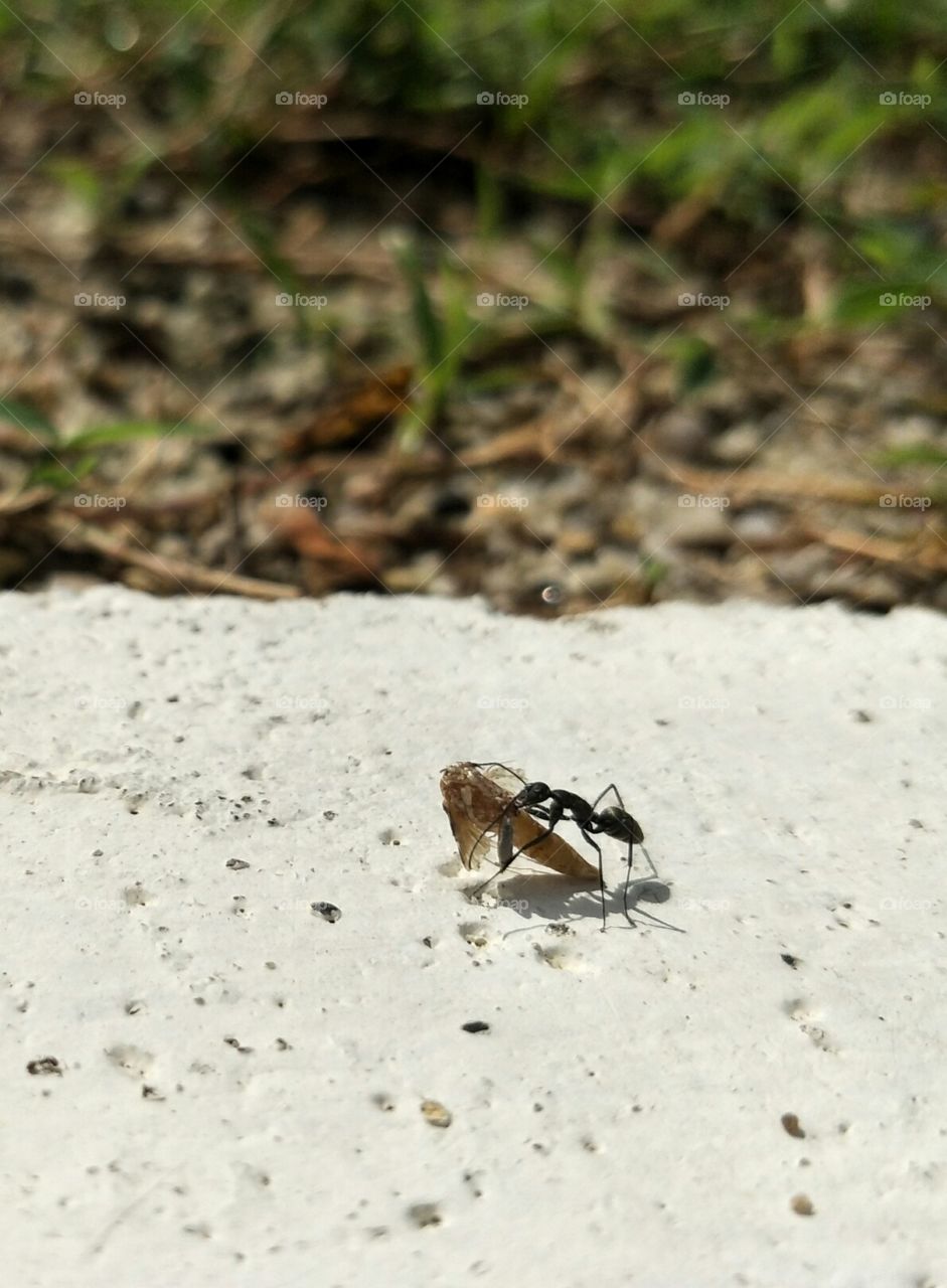 ant carrying a bigger insect body