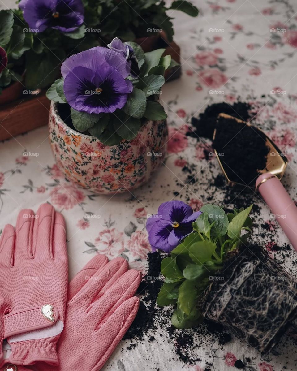 nice plants, beautiful colors, purple plants