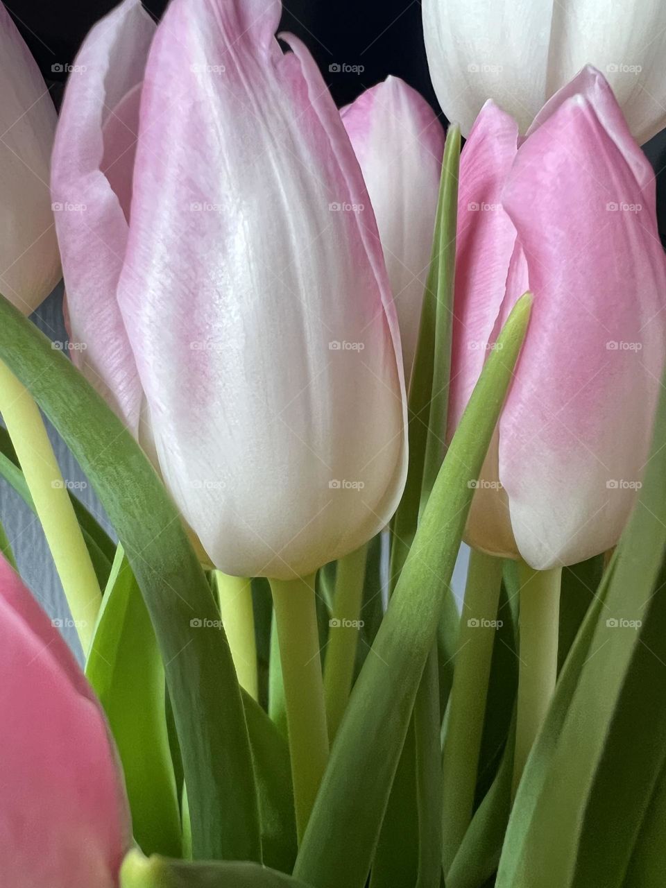 Tulipany 