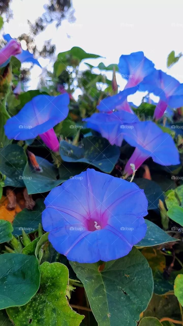 purple flower