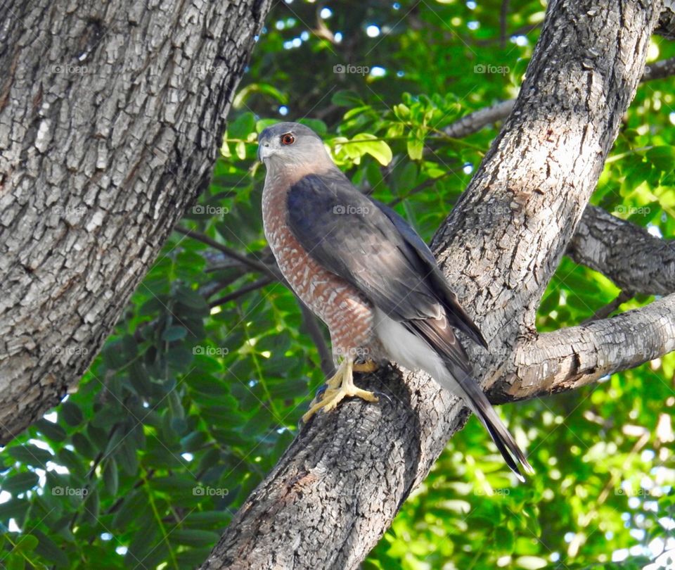 Coopers Hawk