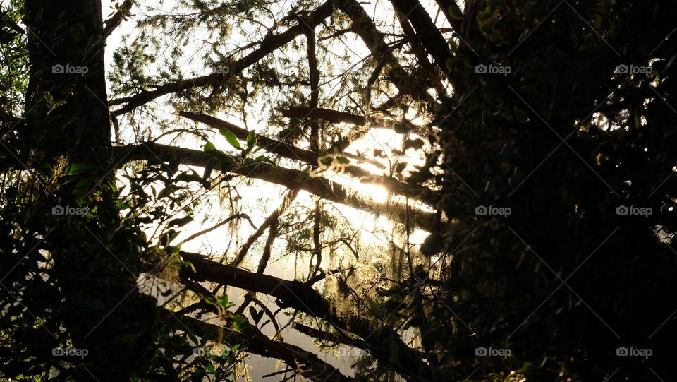 Light streaming through branches in a forest