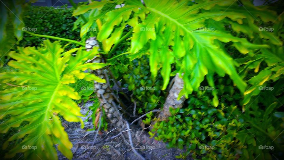 tropical greenery beauty