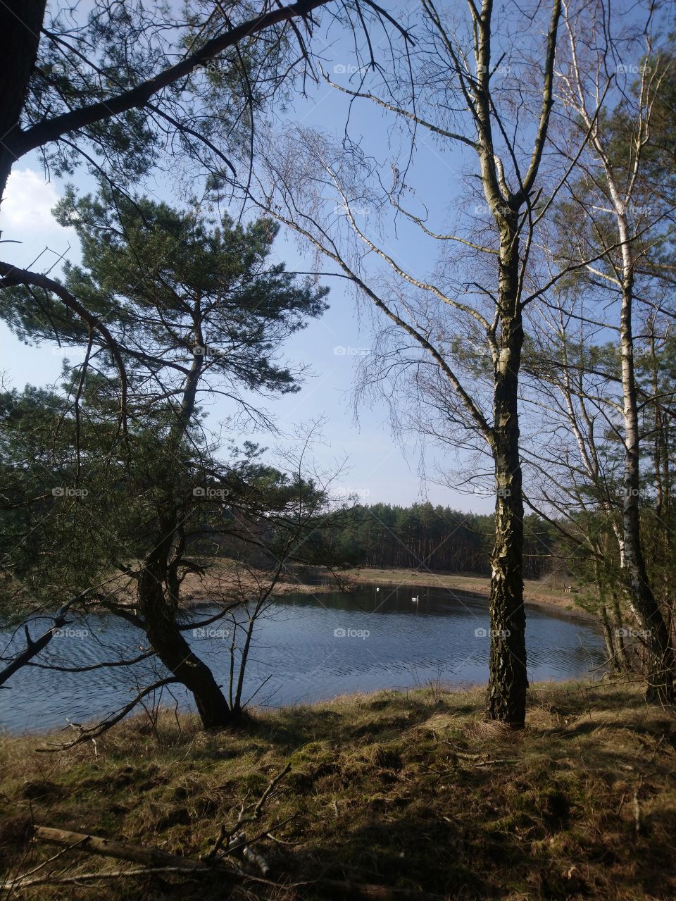 Polish nature, at the river pool