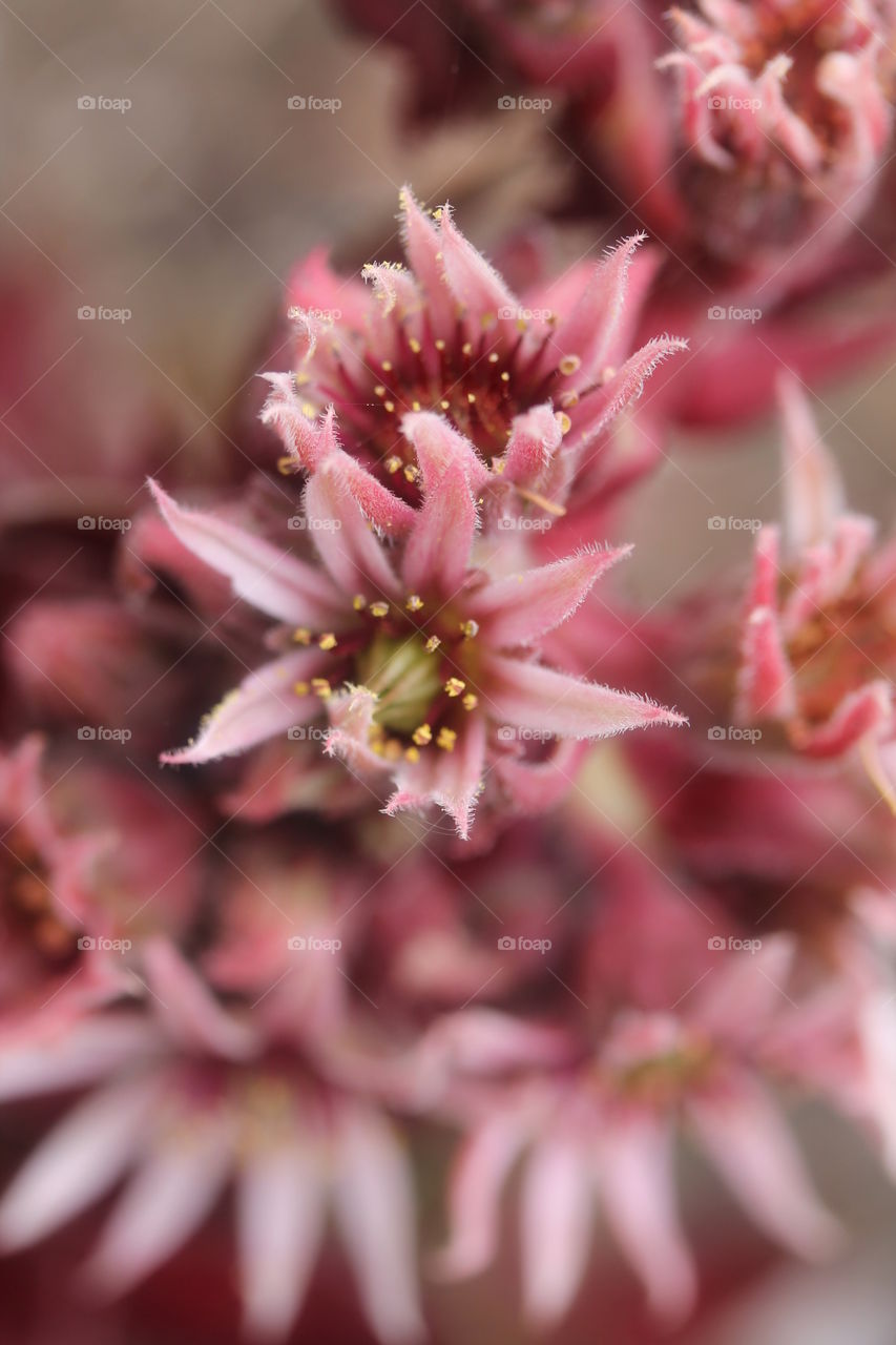 Close-up of pink flowers