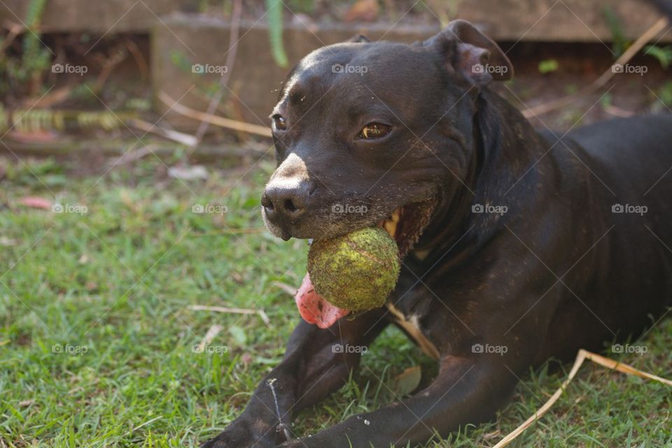 Staffy with ball