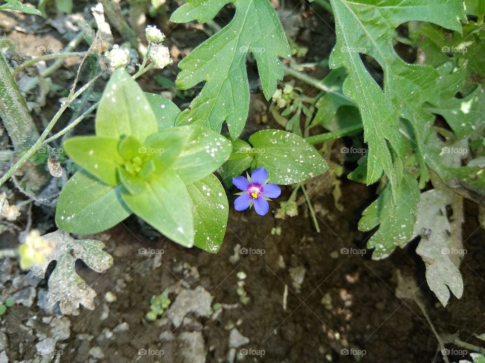 nature pictures verry nice flavour