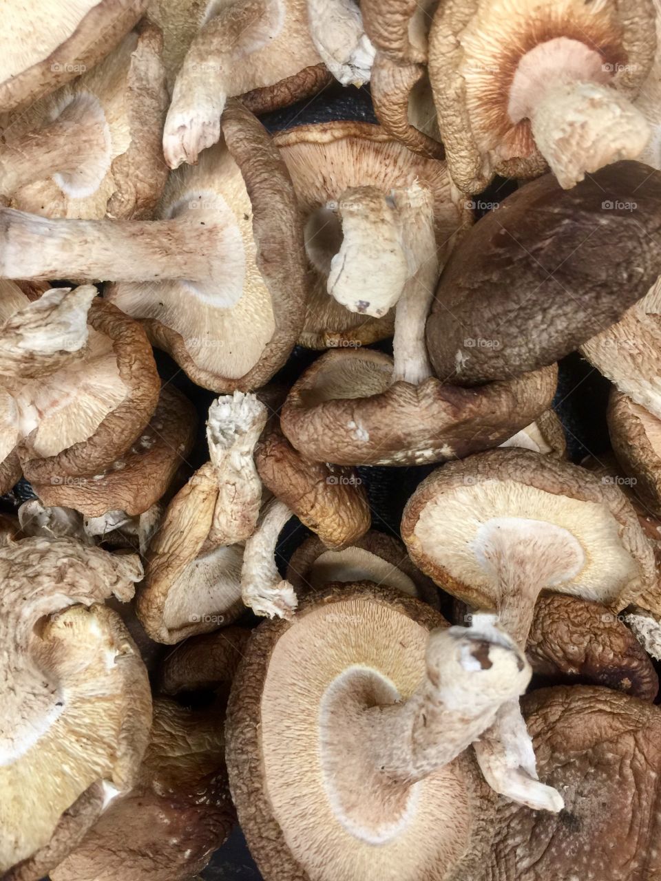 Mushrooms 