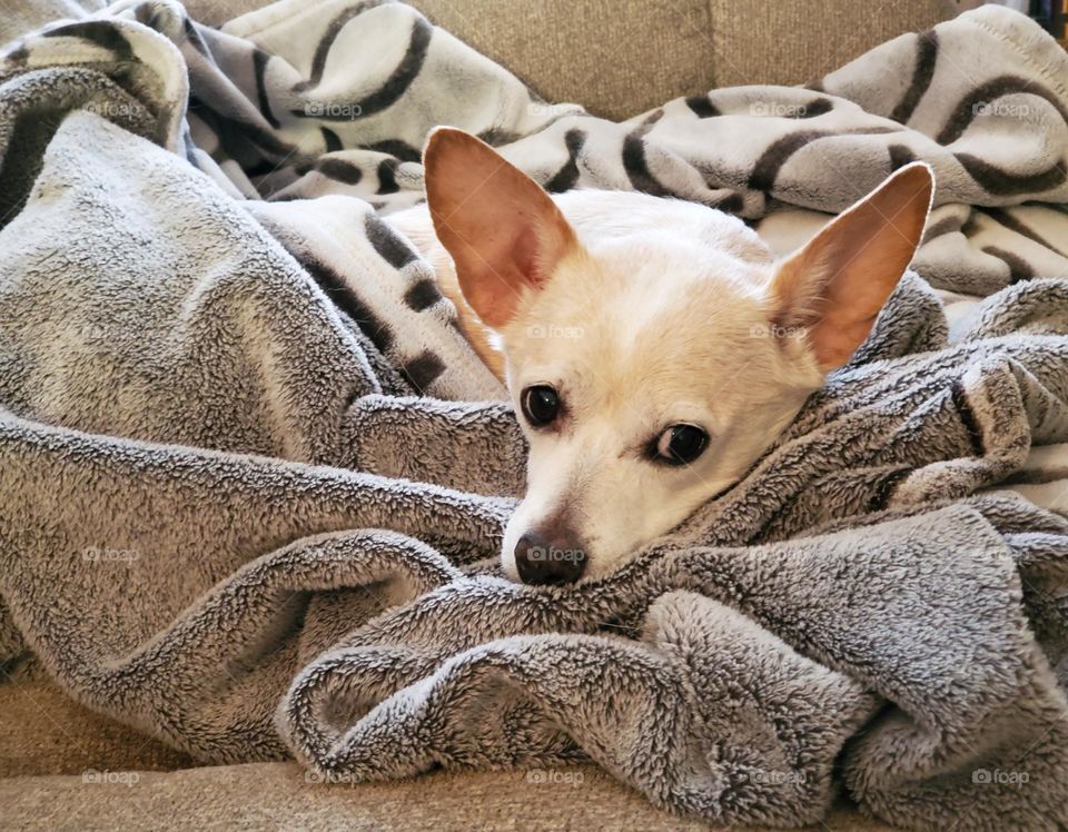 cute tan dog looking out from cozy gray blanket