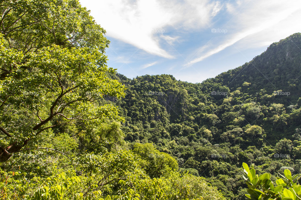 Rainforest inside the volcano of Sint Eustatius