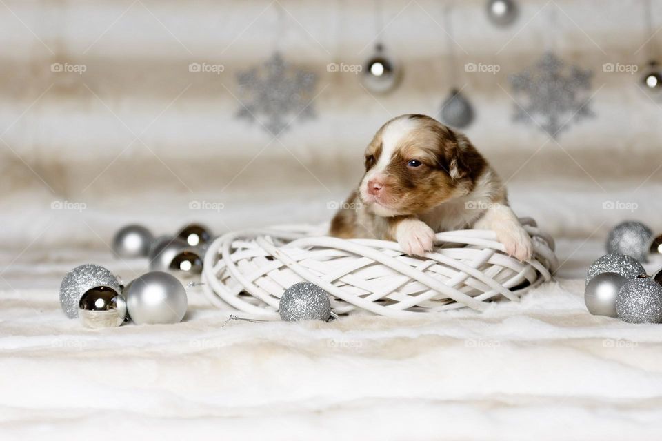 Australian Shepherd Welpe zu Weihnachten