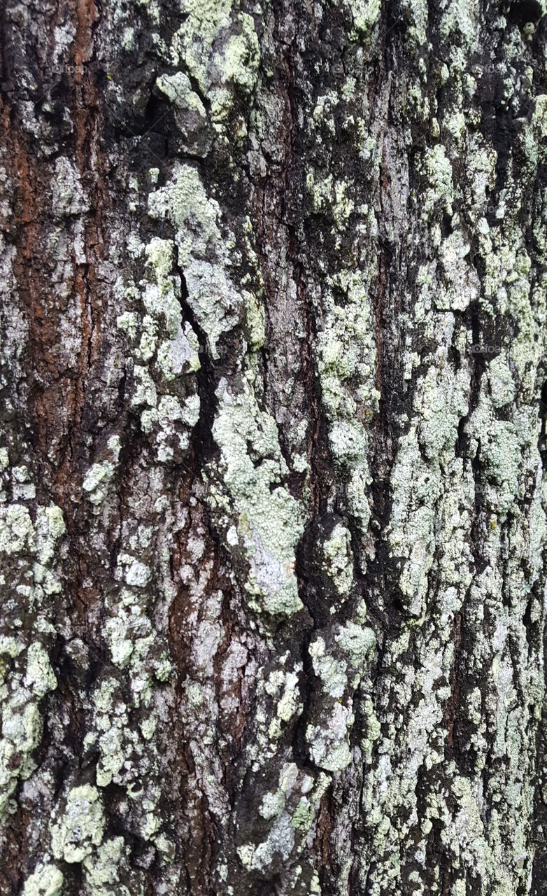 tree bark