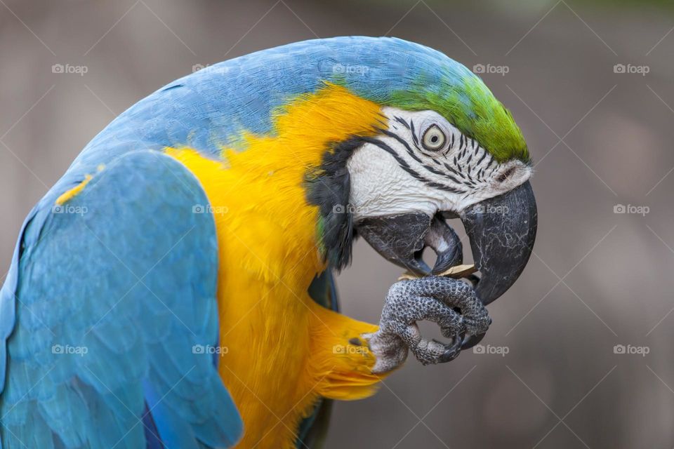 Parrot in Bali