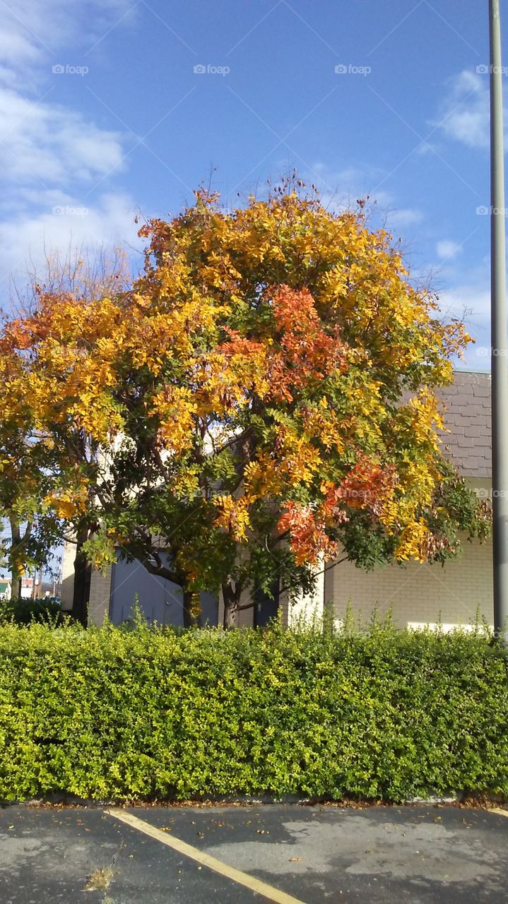 Autumn tree and wall
