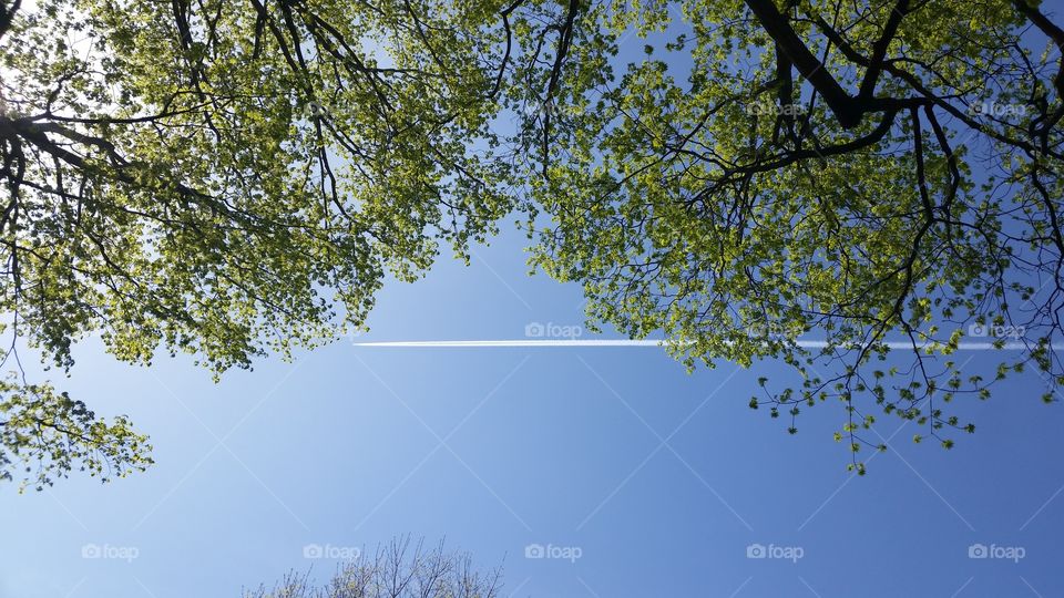 Flight of the trees. Lounging on the campus grass is always so relaxing and the plane trail I thought added an interesting perspective to this is photo. 