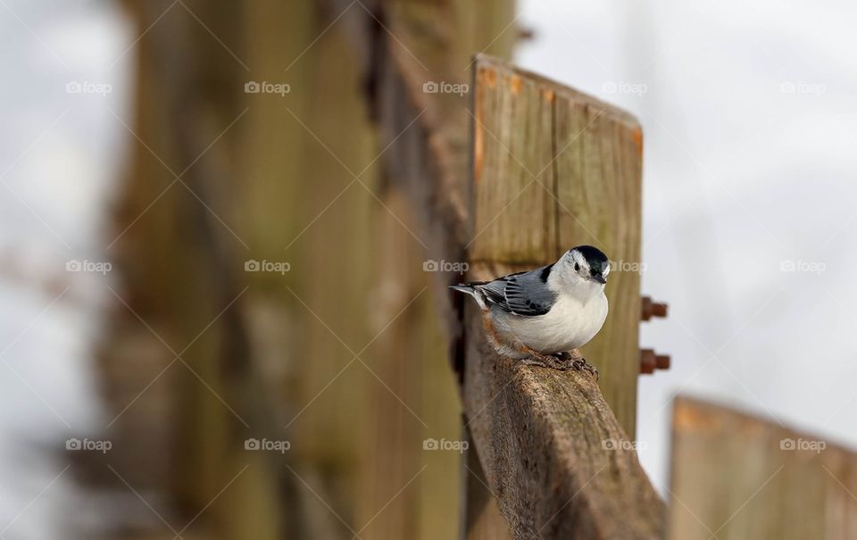 Smile for the camera