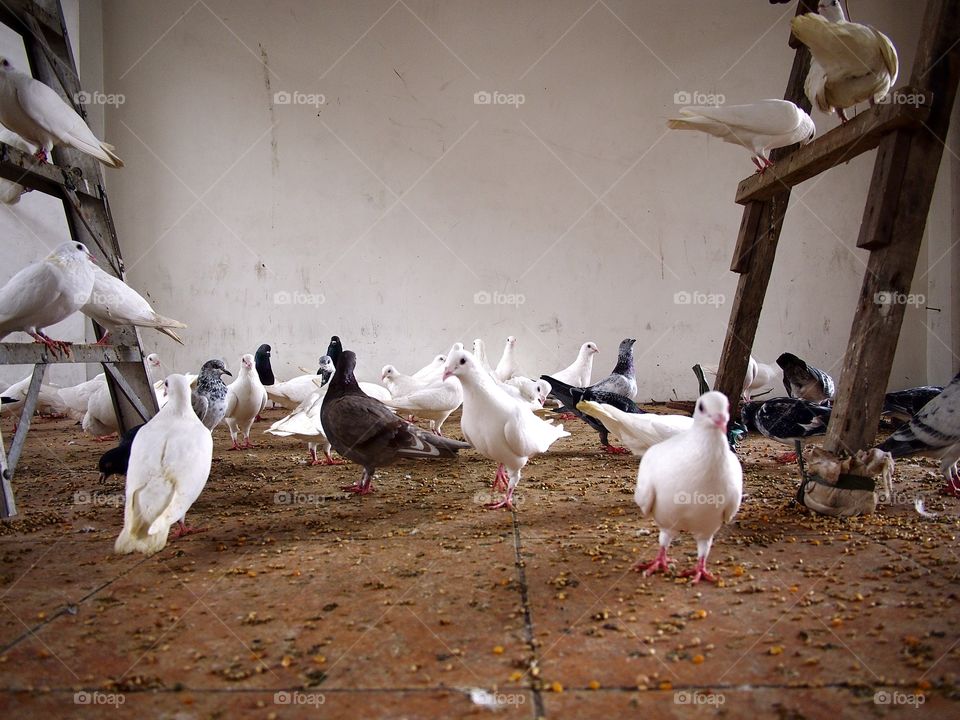 pigeons in a cage