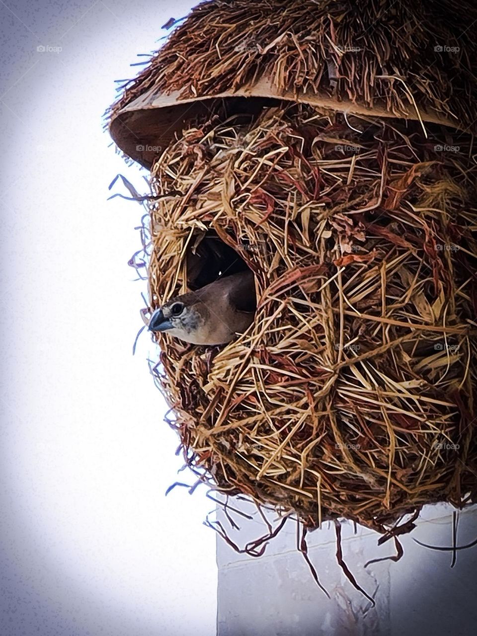 safe shelter of Lovely bird