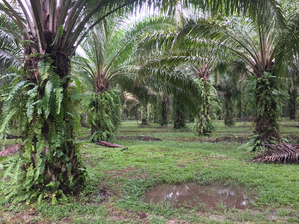 The palm tree in garden 