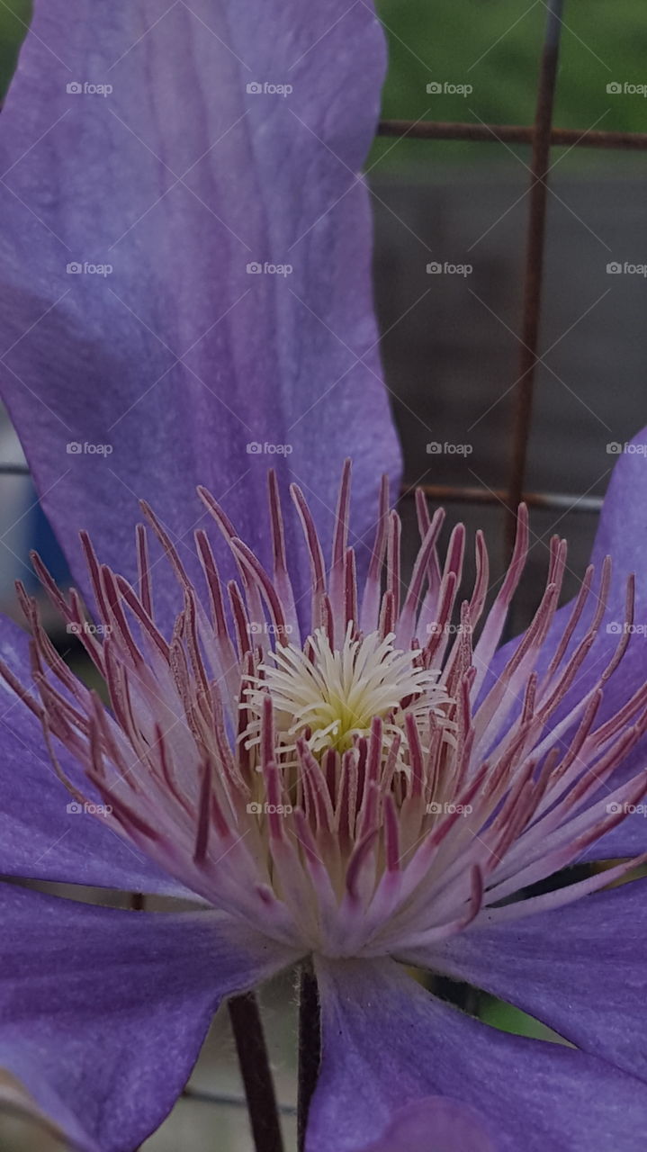 clematis flower