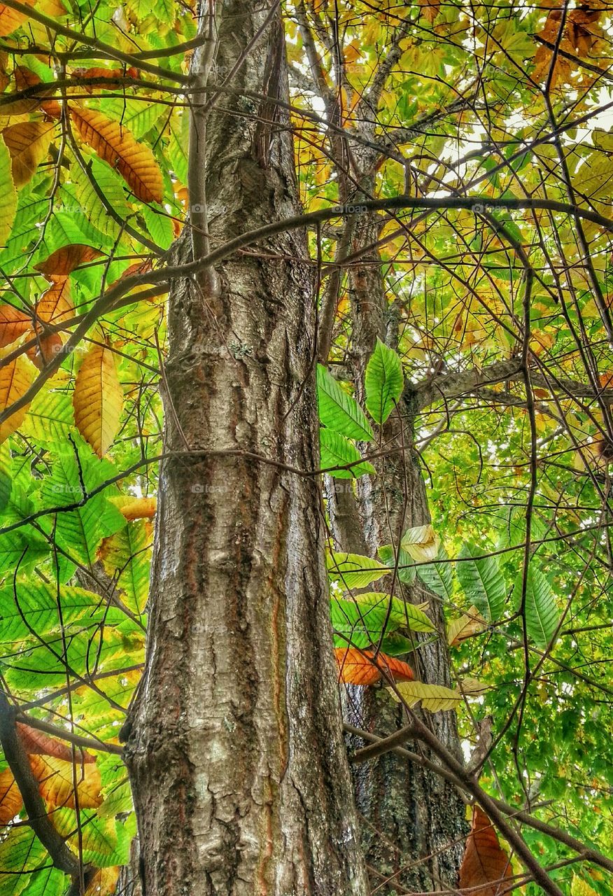 Autumn Beauty