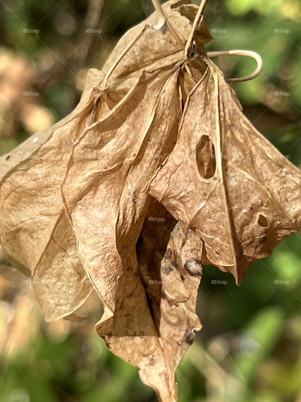 Nature in my garden, Nakhon Sawan Province ( Thailand)