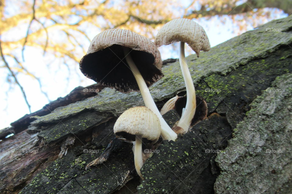 Mushrooms growing from a log