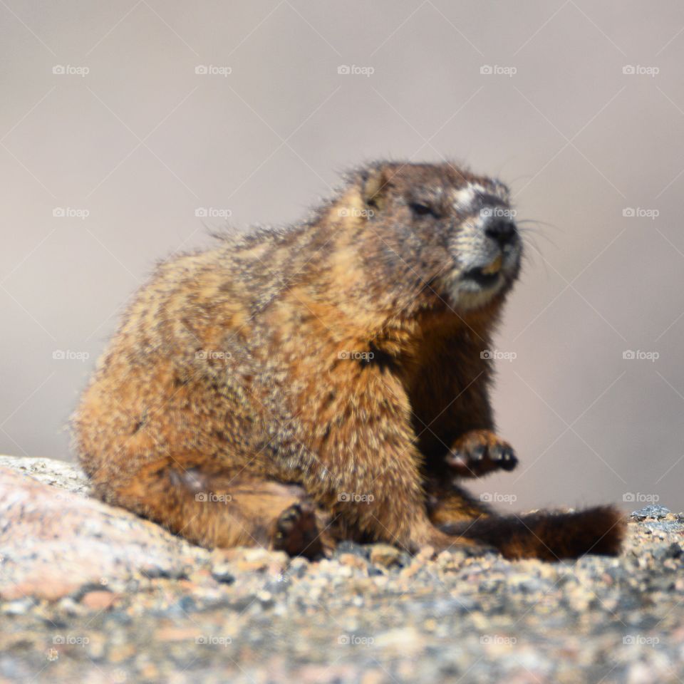 Mt Evans Marmot 