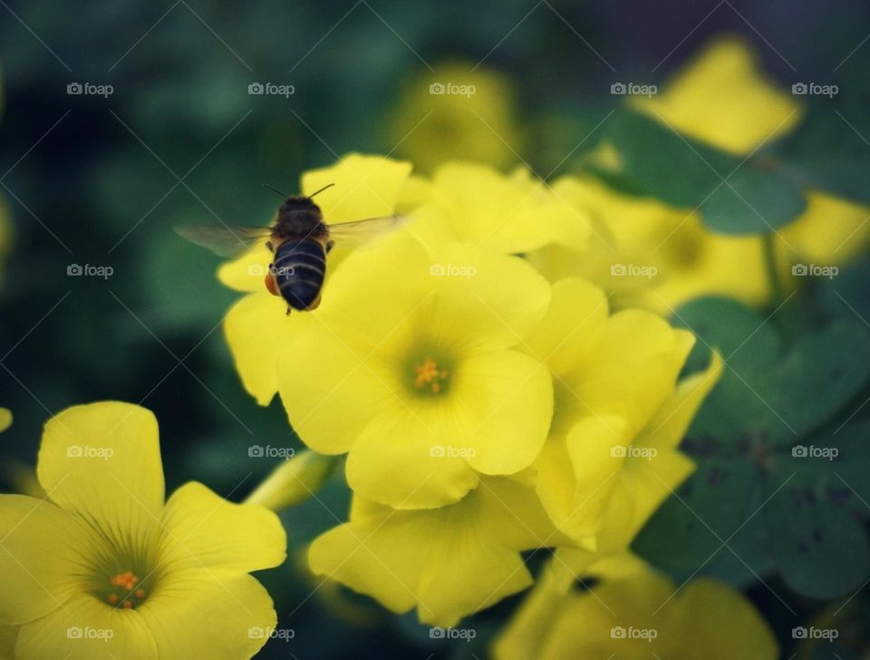 Bee#insect#flowers#color#nature