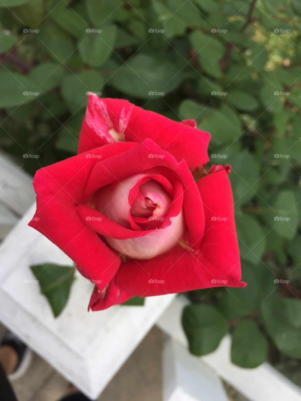 Rose, Flower, Love, Gift, Romance