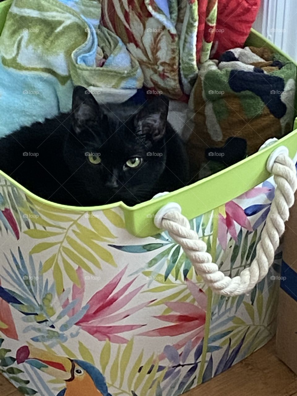 Cats ready for summer