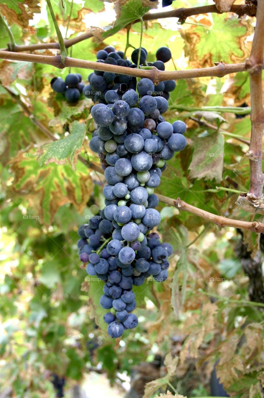 Red grapes on the grapevine 