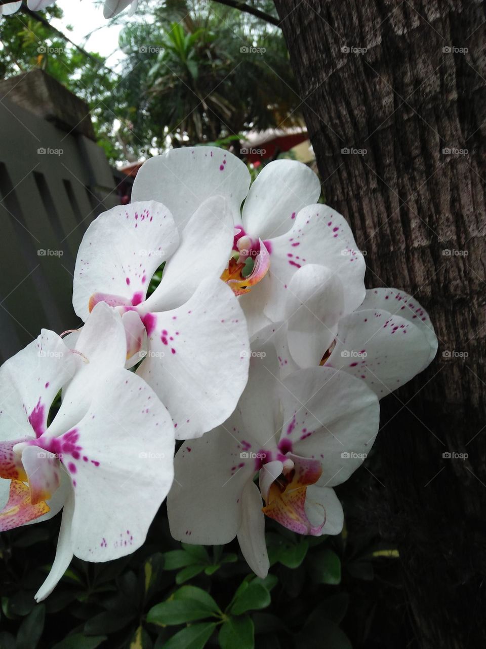 orchid