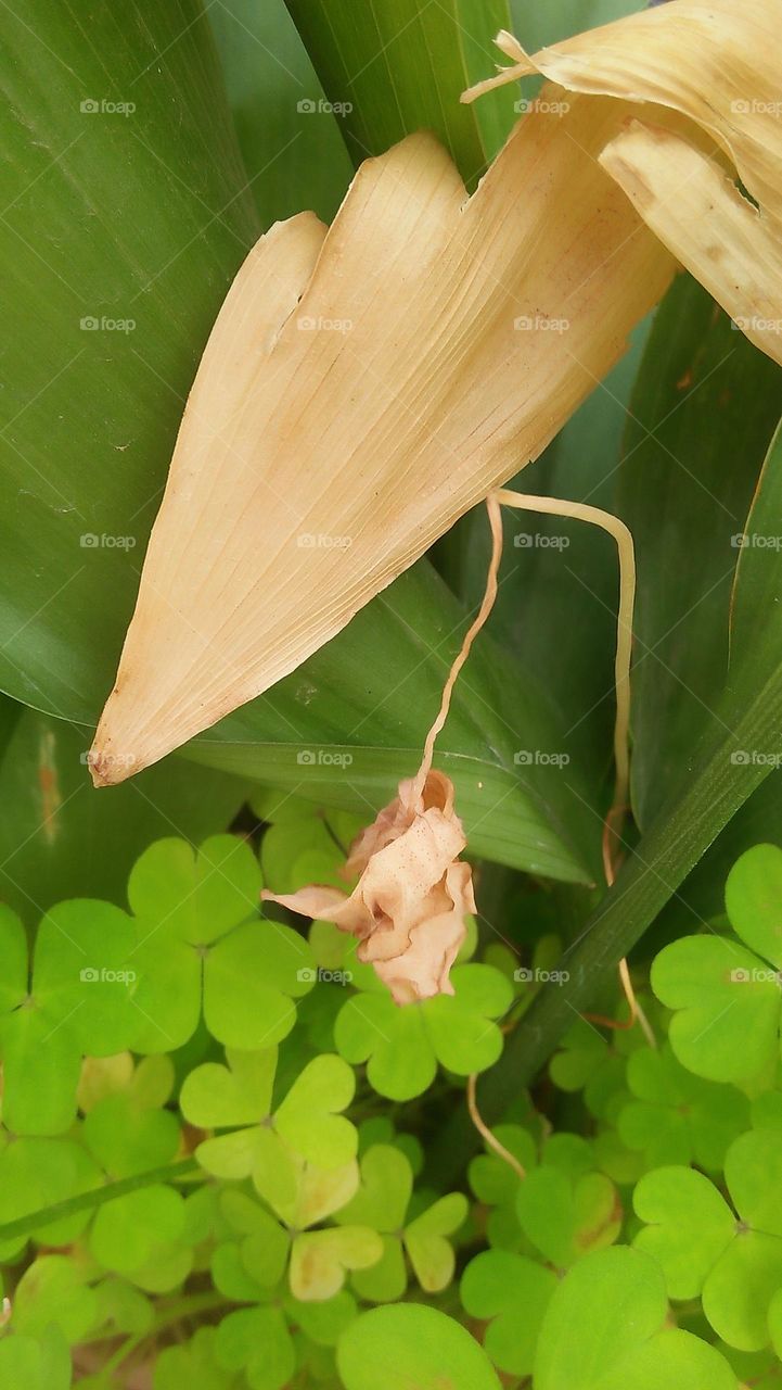 Dead and green plant leaves.