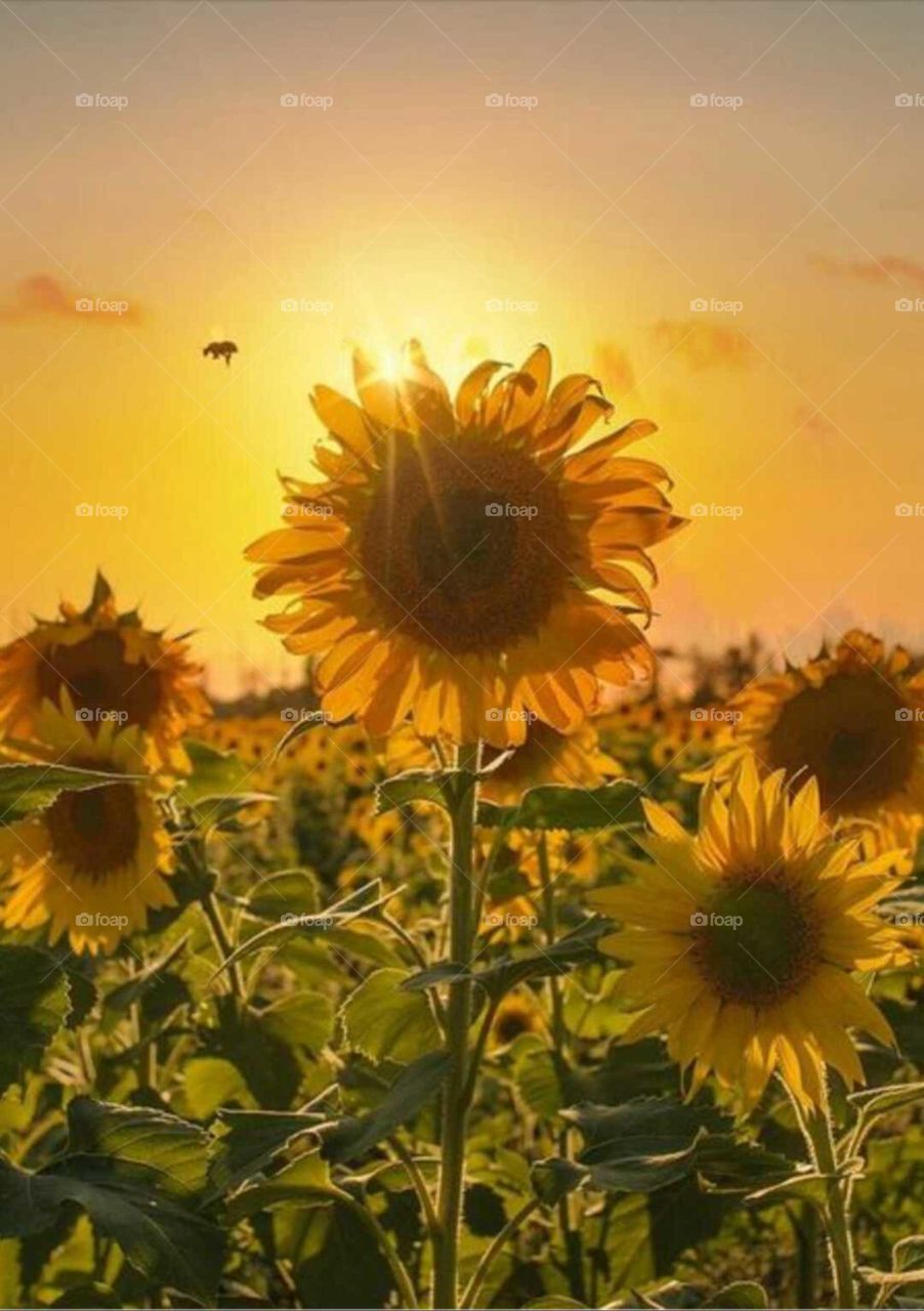 ♥🌸🌹🌺🌻🌷🏵🌼💐💮