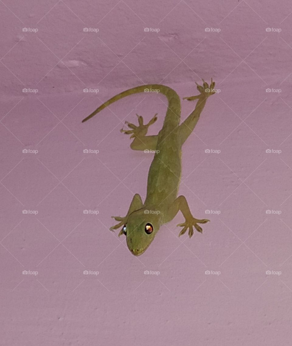 Lizard image