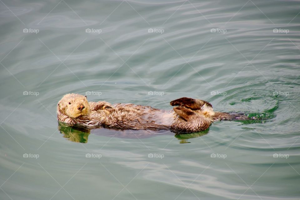 Sea otter in Homer harbor 
