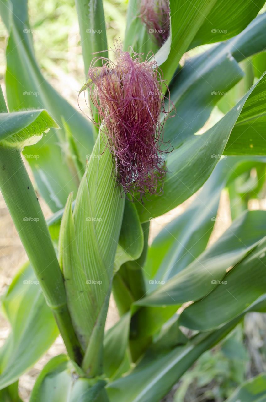 Corn In Garden