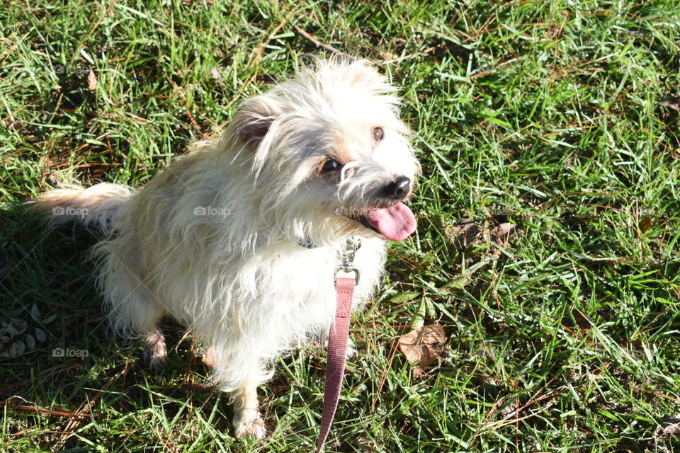 Terrier mix dog on a leash sitting on green grass 