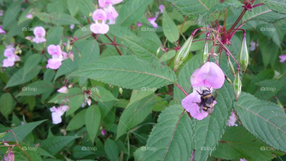 bee on a wild orchid