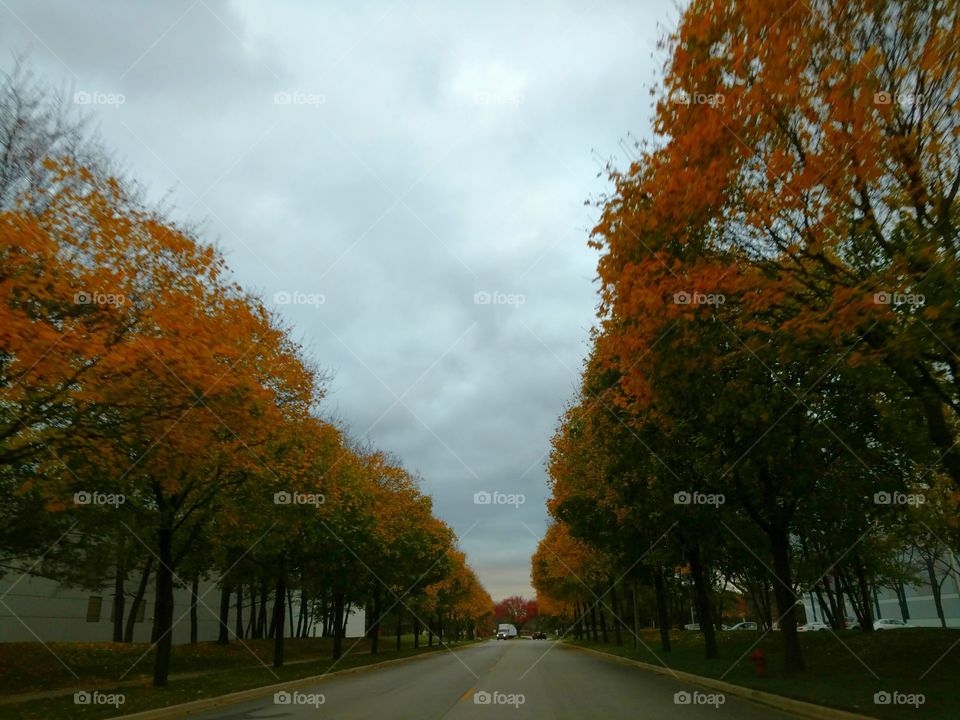 Fall on the Road