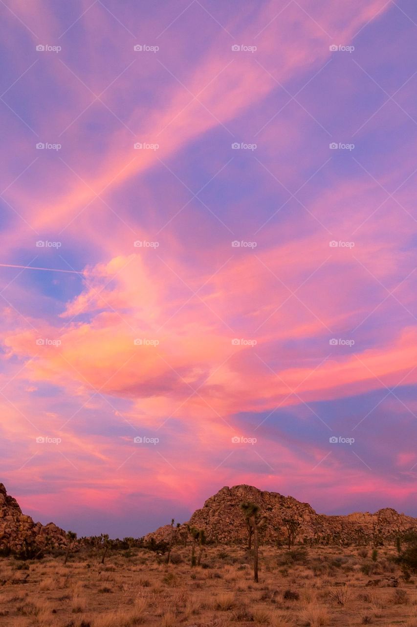 the pinkest desert sunset I've ever seen in Joshua Tree