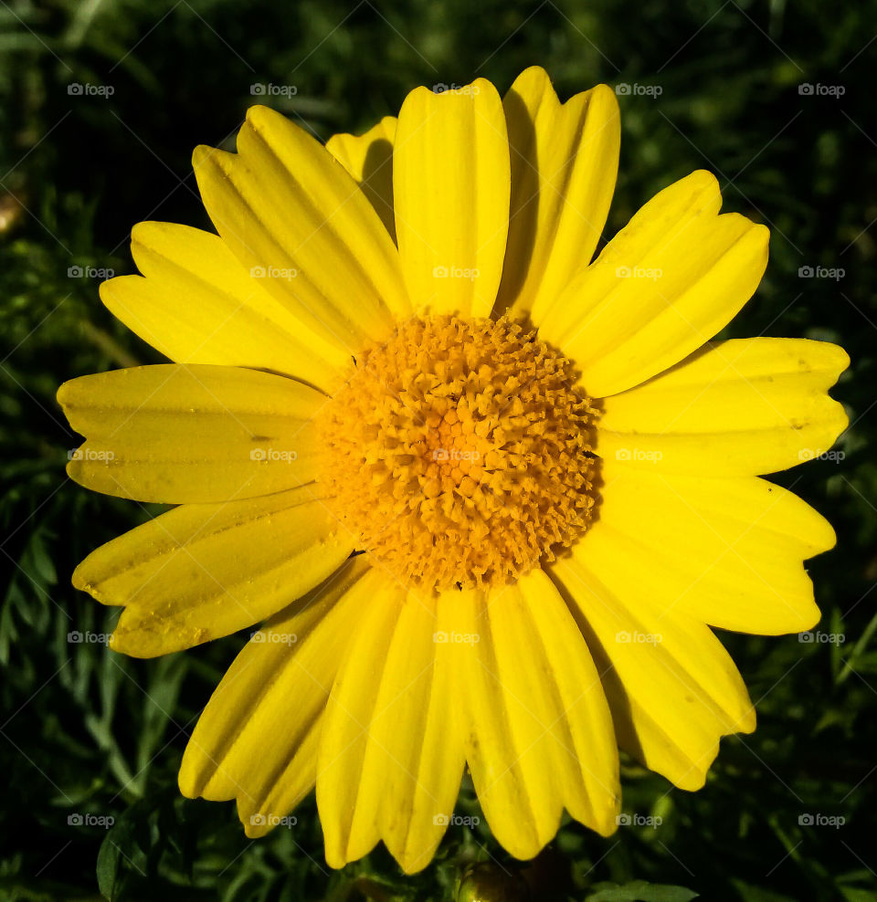 close up of yellow wild flower