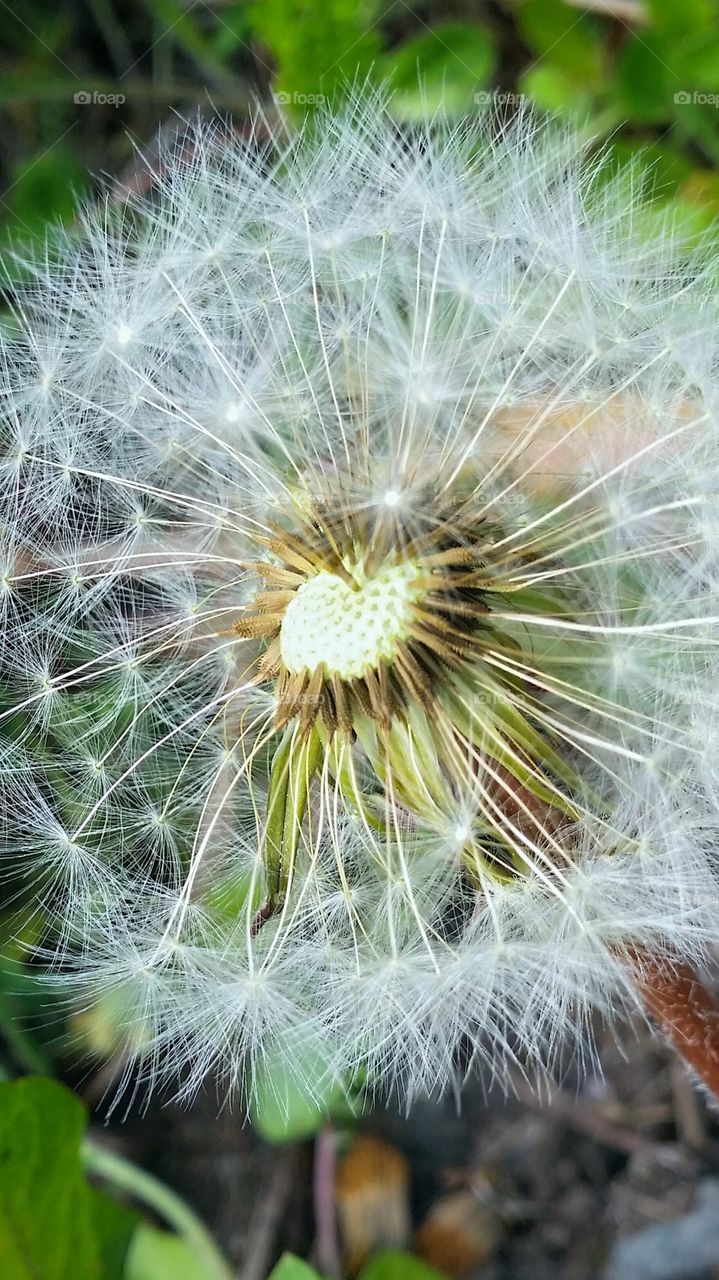 Dandelion close-up!