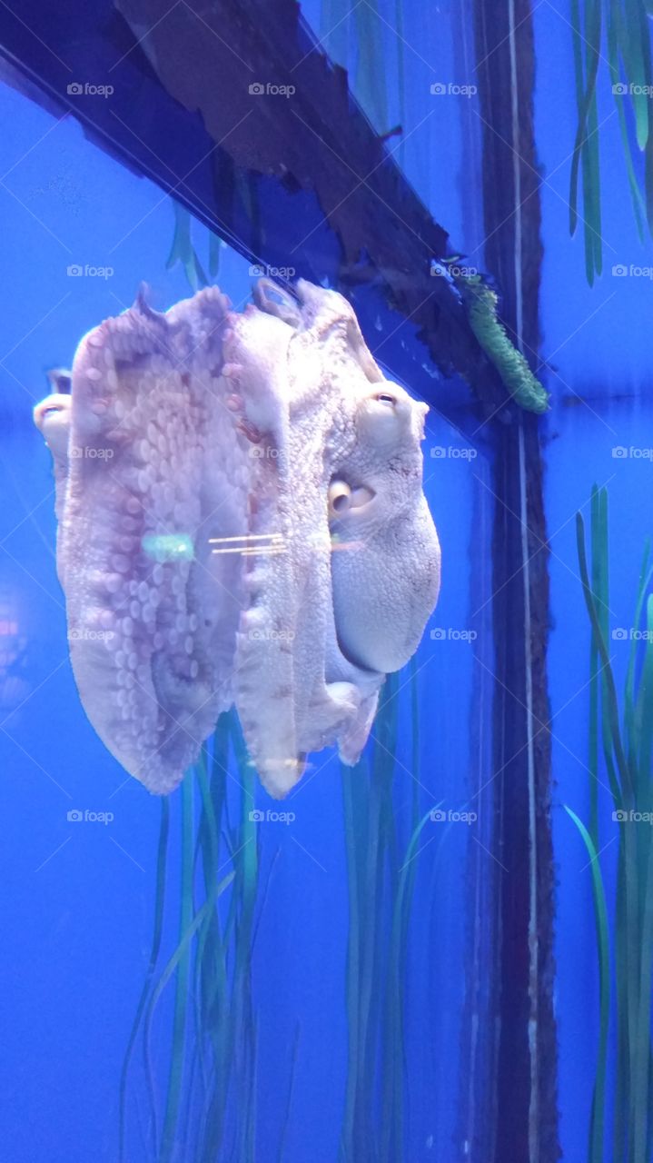 octopus reflection