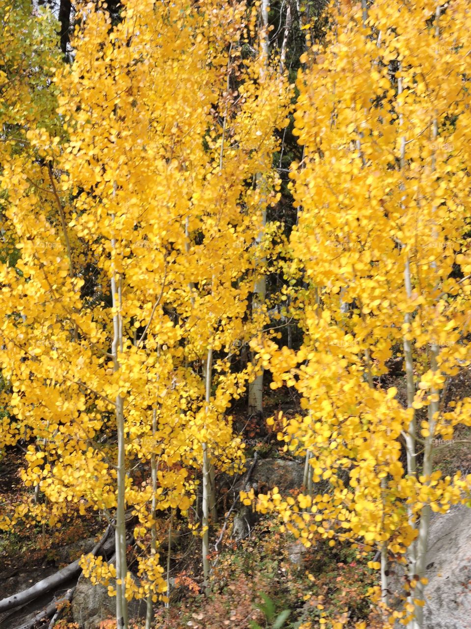 Beautiful Trees in fall.