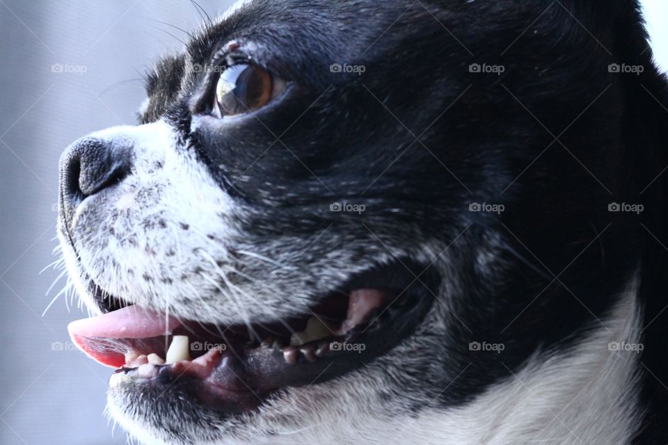 Close-up of dog